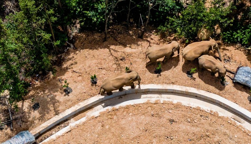 China’s wandering elephants may finally be heading home after traveling over 800 miles