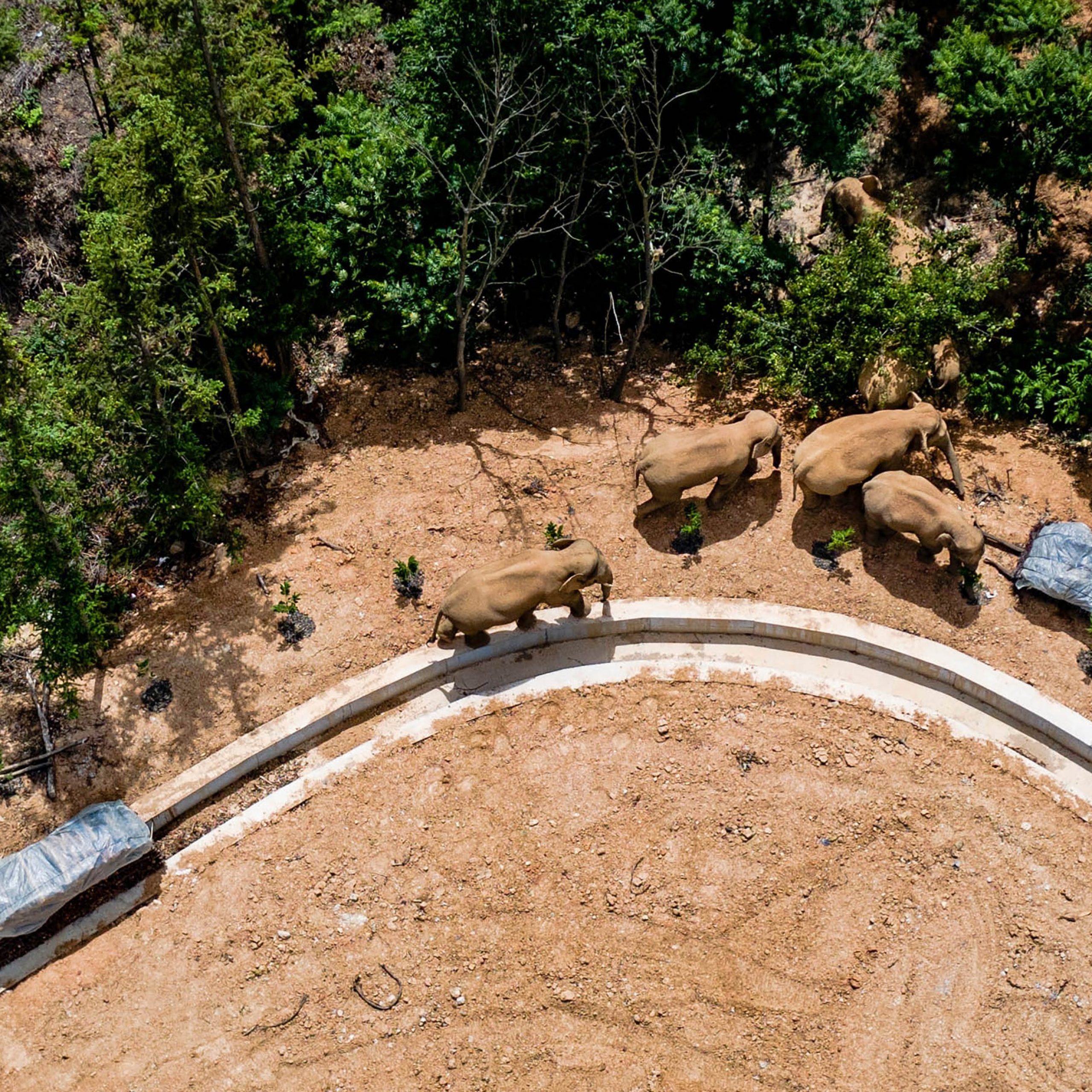 China’s wandering elephants may finally be heading home after traveling over 800 miles